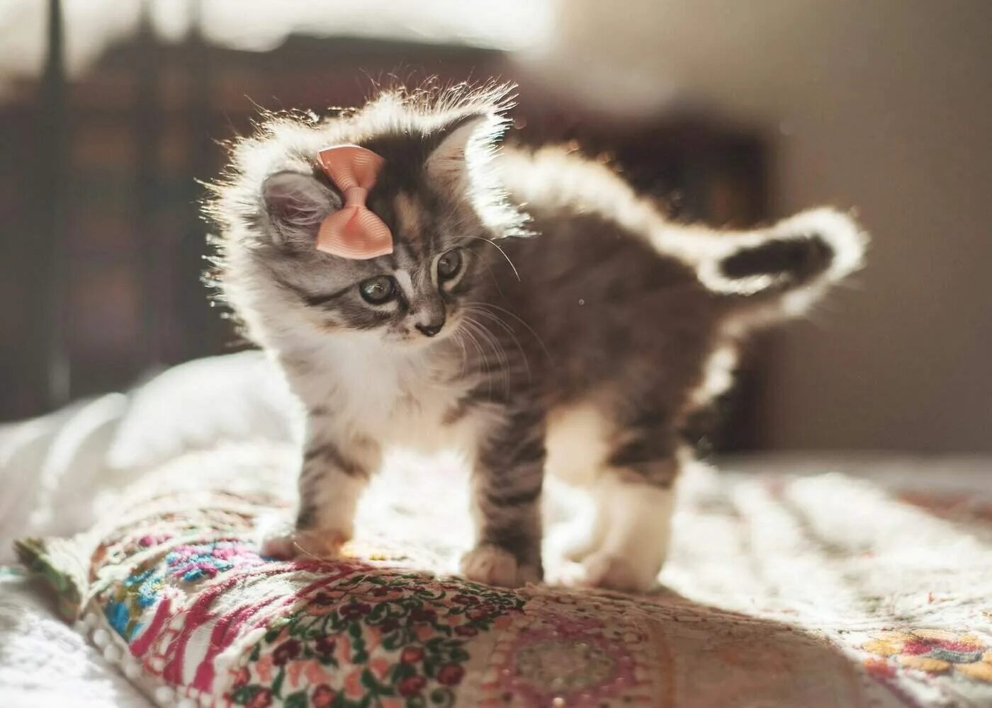 Хосико котенок маленький. Котик мягенький. Кошка мягенькая. Кот британец вислоухий серый. Krasiwyye kotyata.