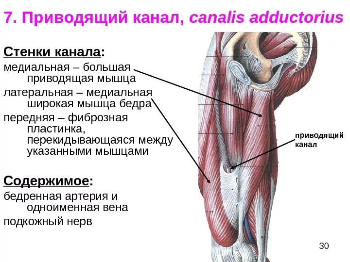 Мышцы приводящие в движение. Приводящие мышцы бедра анатомия. Каналы мышц нижней конечности. Плечемышечный канал его стенки. Латеральная мышца.