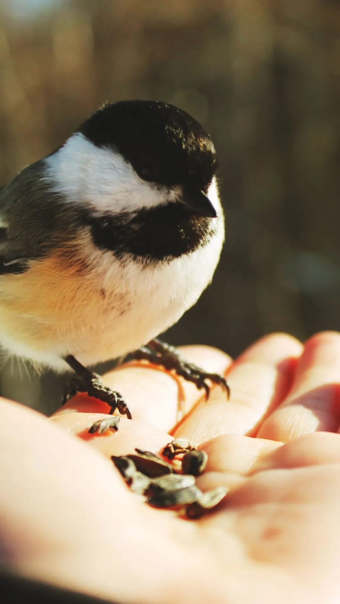 Птица с гитарой. A Bird in the hand. Птеничку фотографии птичка. Картинка гитара с птицами. Bird in hand