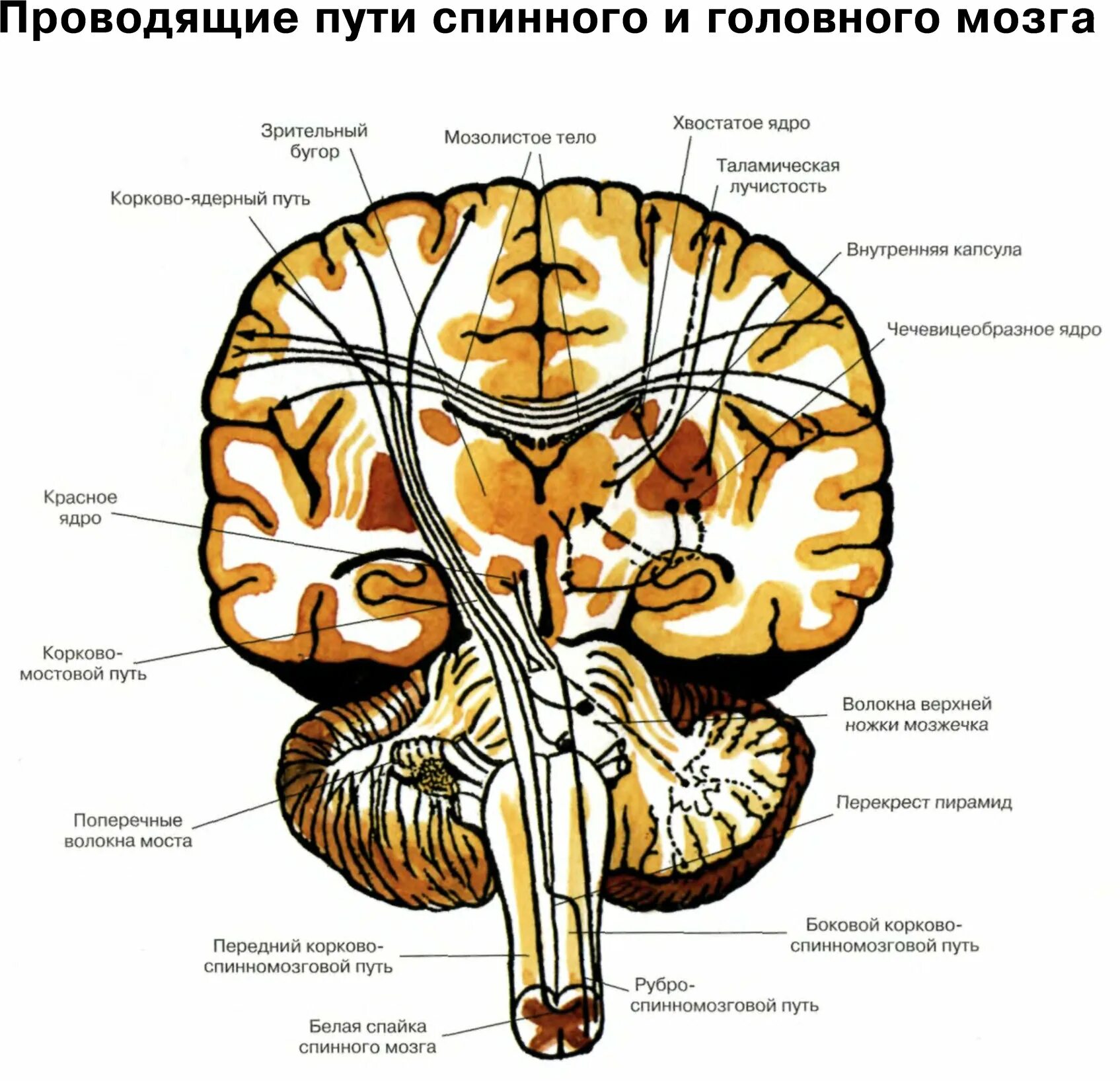 Местоположение проводящий