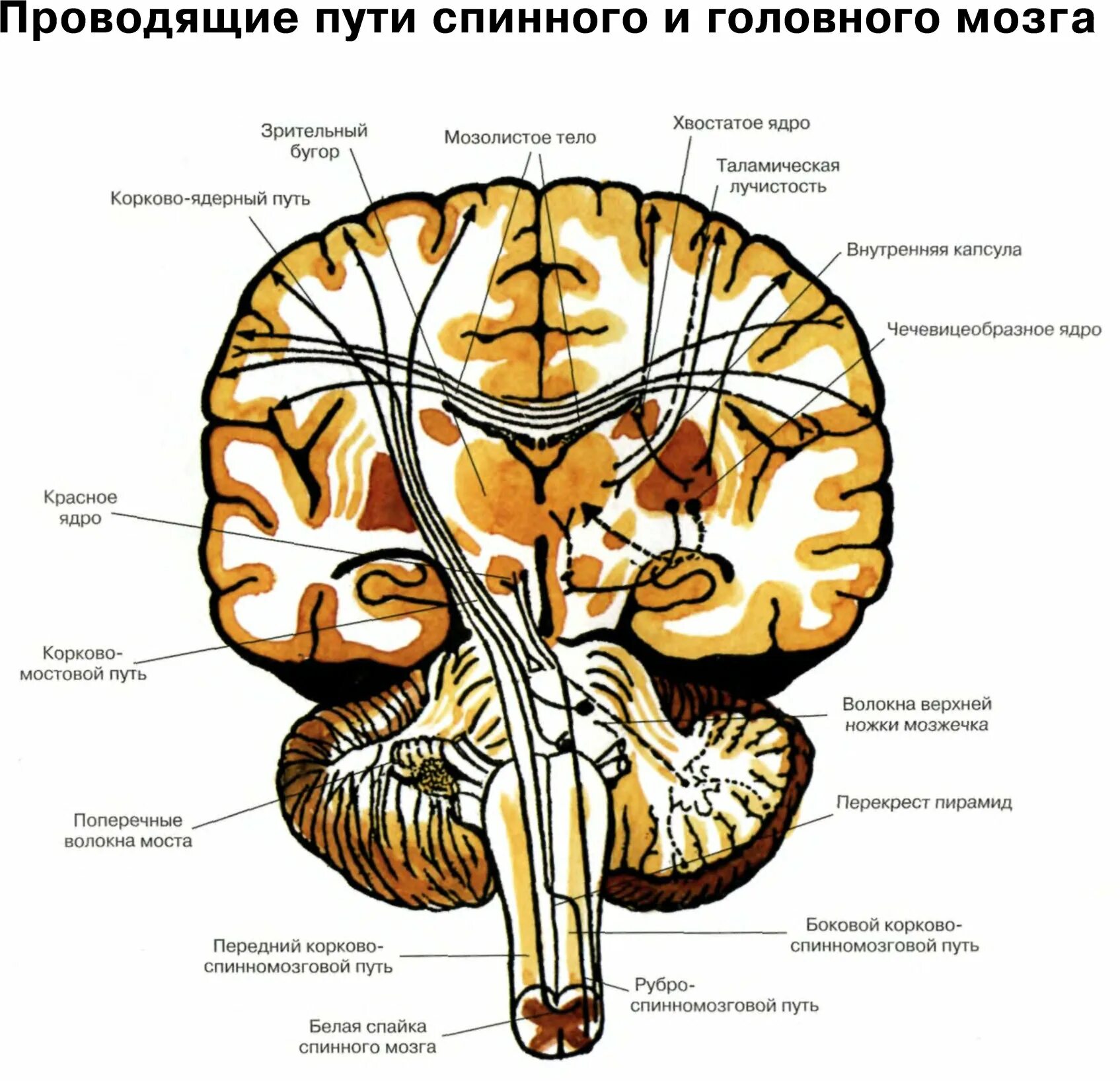 Нисходящий нервный путь. Проводящие пути головного мозга восходящие и нисходящие. Чувствительные проводящие пути спинного и головного мозга анатомия. Схему восходящих путей спинного и головного мозга.. Проводящие пути спинной мозг анатомия строение.