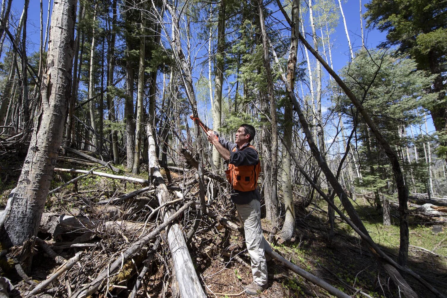 Down trees. Forest Cutting. Cut down Forests. Cutting down Forests. Cut down Rainforests.