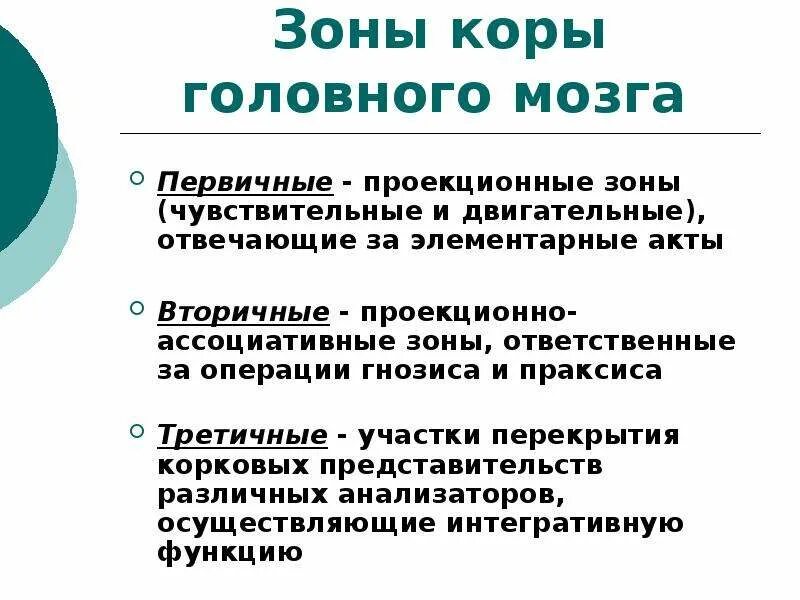 Первичные чувствительные зоны коры большого мозга. Первичные и вторичные проекционные зоны. Первичная проекционная зона. Первичные вторичные и третичные зоны коры.