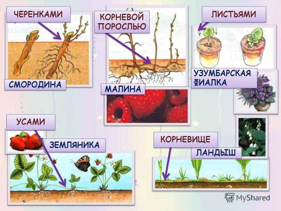 Корневая клубники. Корневая система клубники. Корневая система земляники. Корневая система клубники глубина. Корневая система клубники размер.