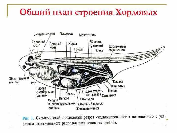 Диафрагма у хордовых. Общий план строения хордовых животных. Общая схема внутреннего строения хордовых животных. Общий план строения конечностей хордовых животных. Тип Хордовые общий план строения.