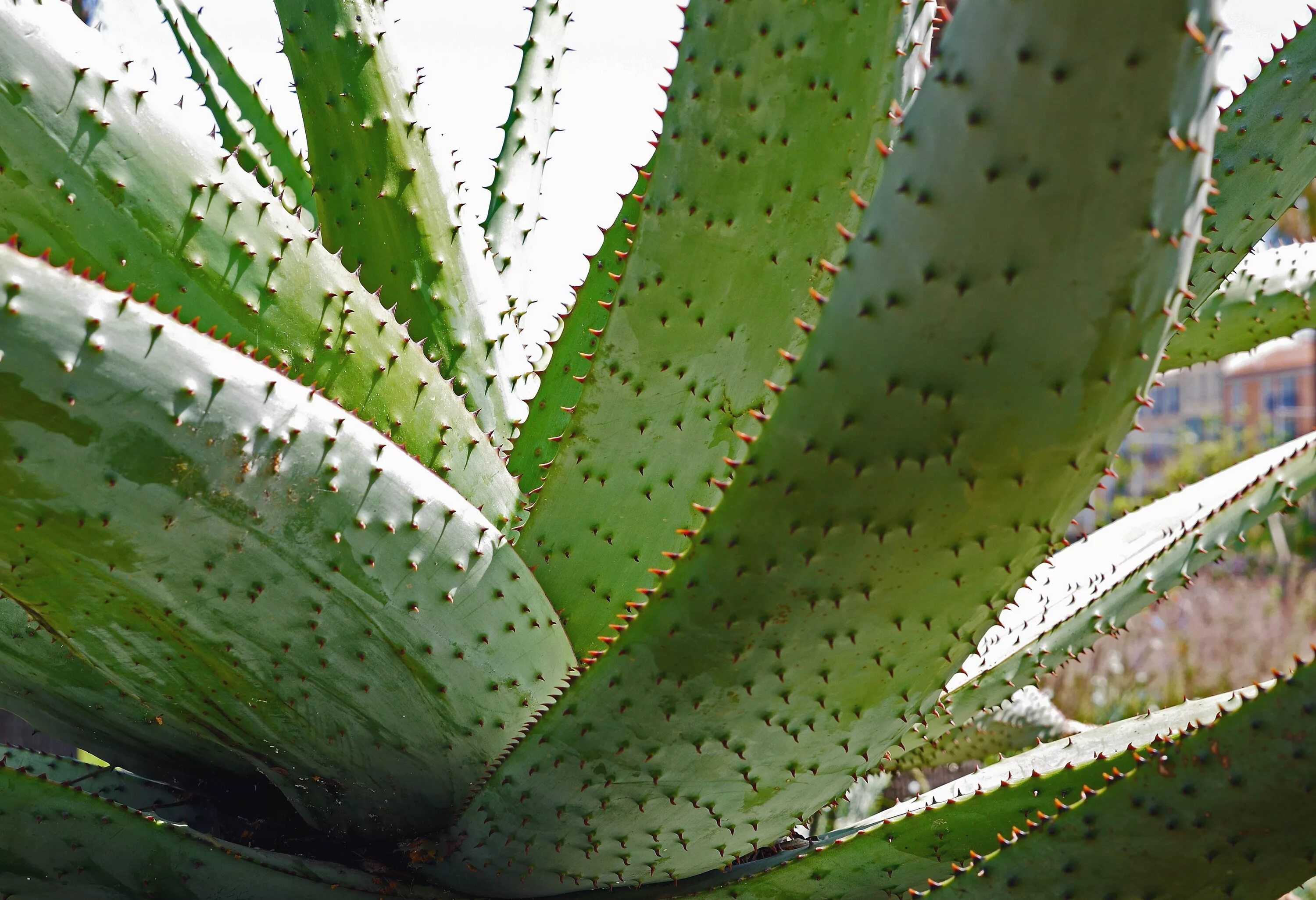 Размер листа алоэ. Алоэ Aloe krapohliana.