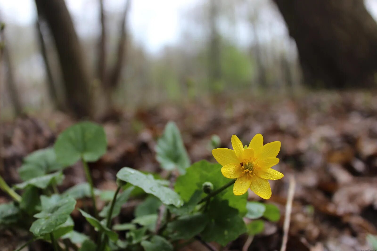Крымские лесные жёлтые вессенние цветы. Мелкие желтые лесные цветы. Калужница многолепестковая. Coтрова лесная жёлтые цветы. Калужница огоньки.