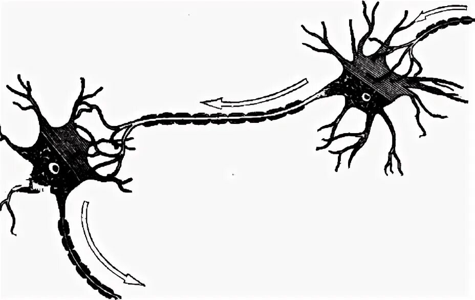 Анатомия 2 содержание. Свойства форменных элементов крови таблица. Анатомия 2 содержание. Анатомия 2 содержание. Анатомия 2 содержание.