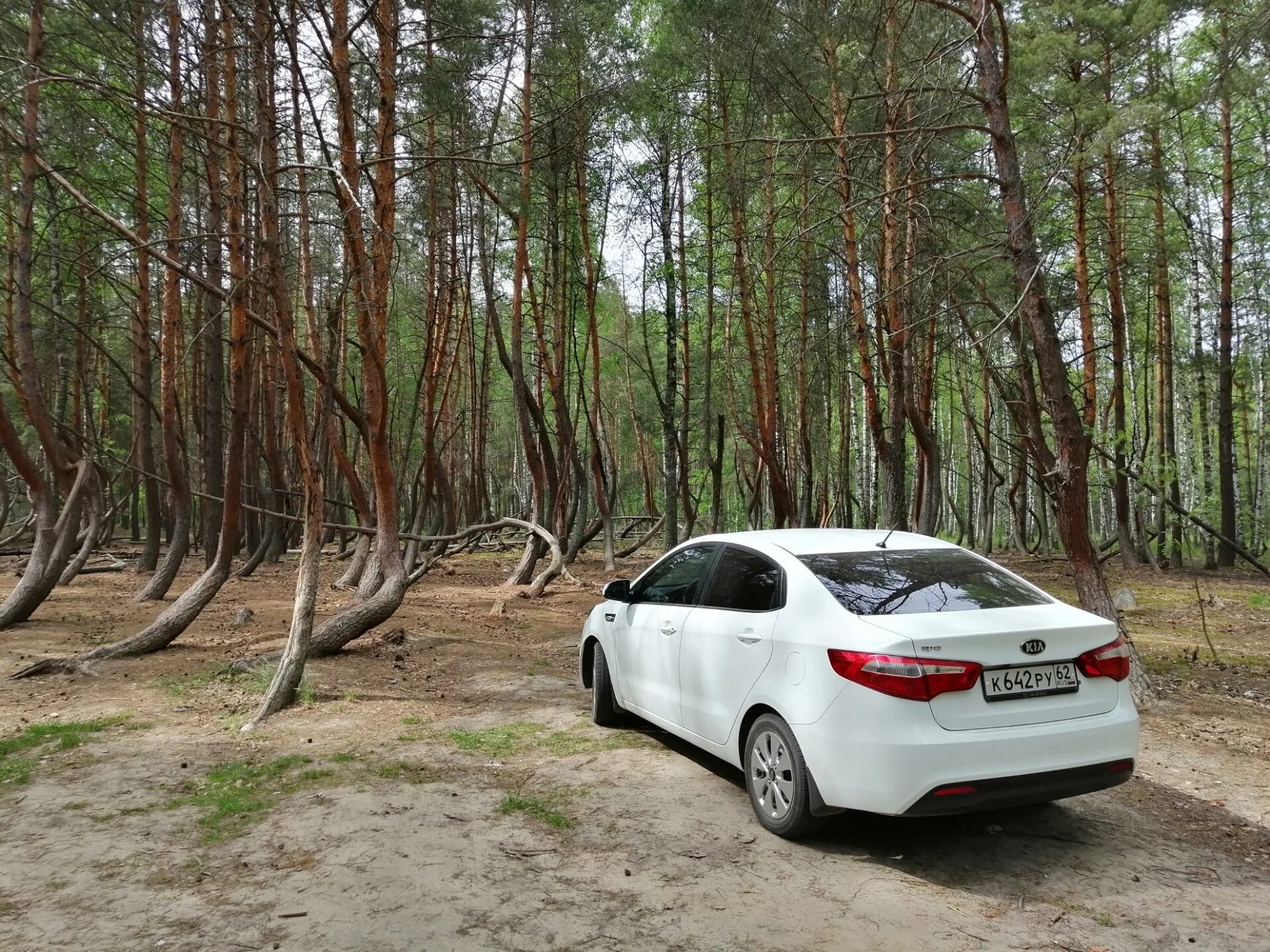 Киа в лесу. Машина Kia в лесу. Реклама Киа в лесу.