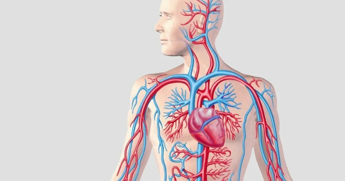 Сердечно-сосудистая система человека. Сердце и кровеносные сосуды. Сердечно-сосудистая система арт. Сосуды тела человека анатомия.