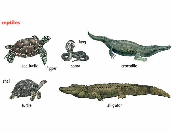 Reptiles mammals. Рептилия. Рептилии на английском языке. Ркпьилии названия на английском. Названия рептилий на английском.