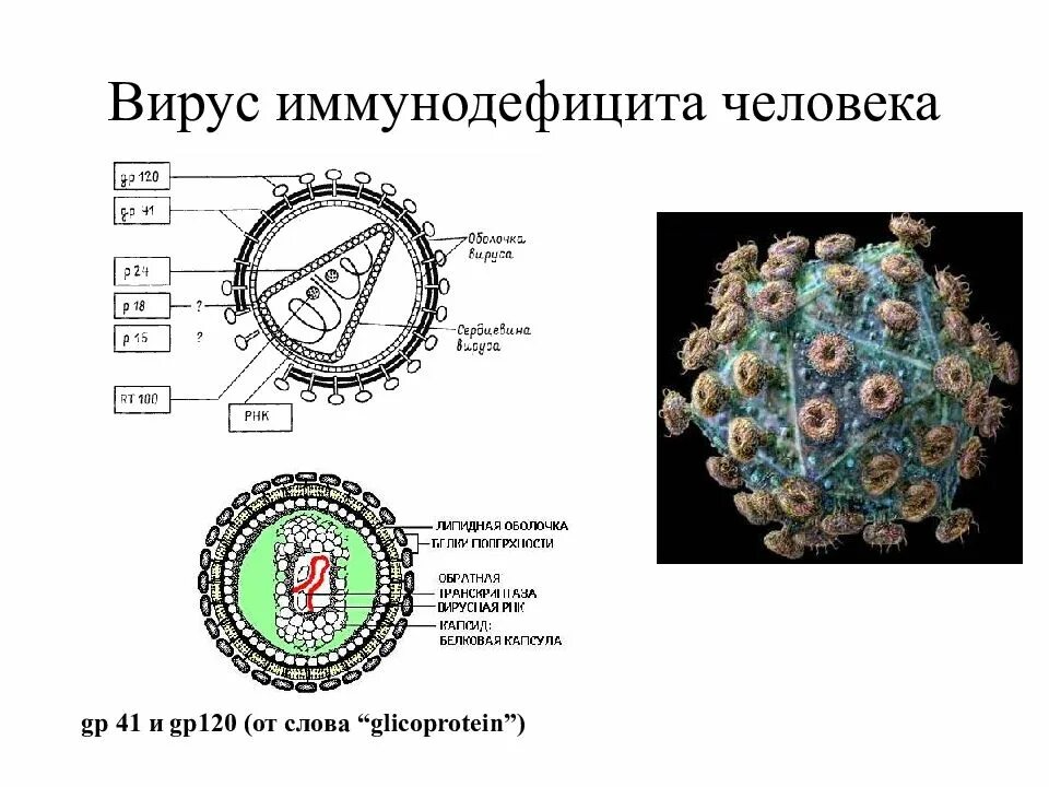 Структура генома ВИЧ. Вирус иммунодефицита. Вирус иммунодефицита человека строение. Геном вируса ВИЧ.