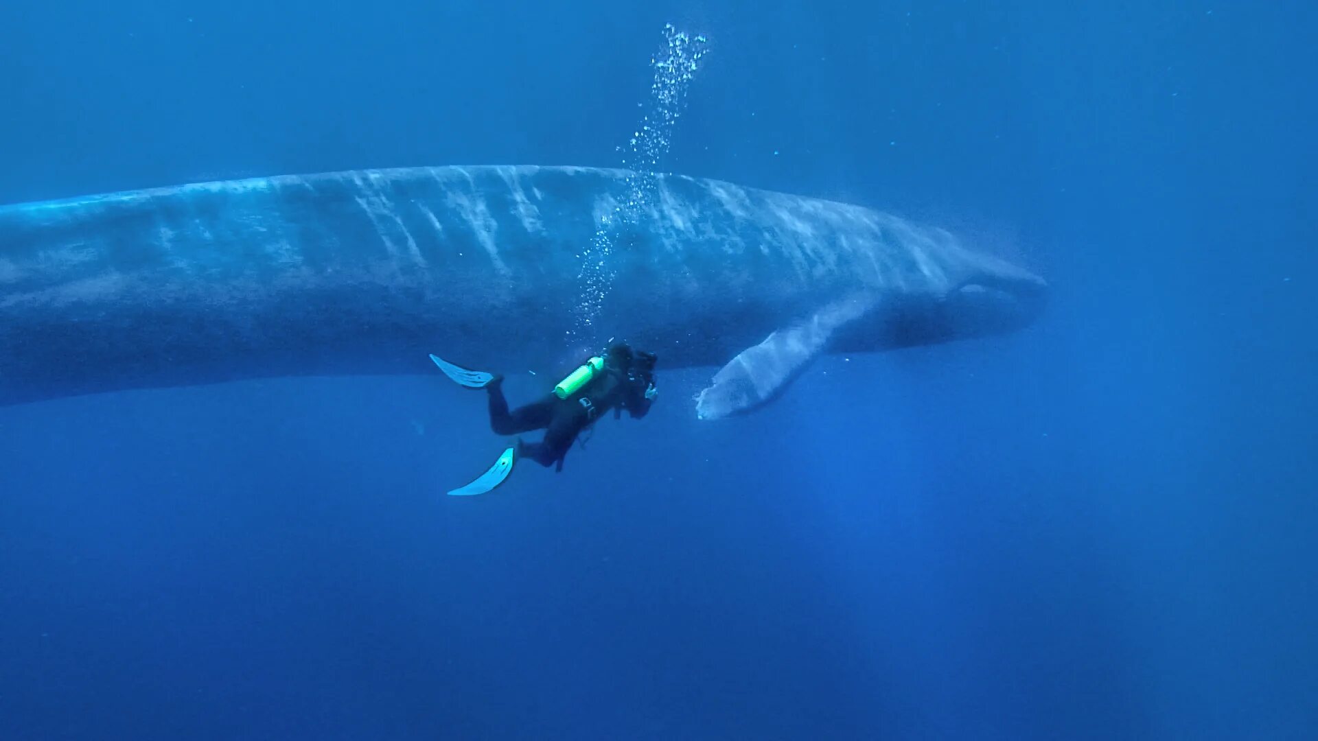 Синий размер. Синий кит голубой кит блювал. Синий кит 33 метра. Синий кит ≈ 150 тонн. Синий кит самый большой кит.