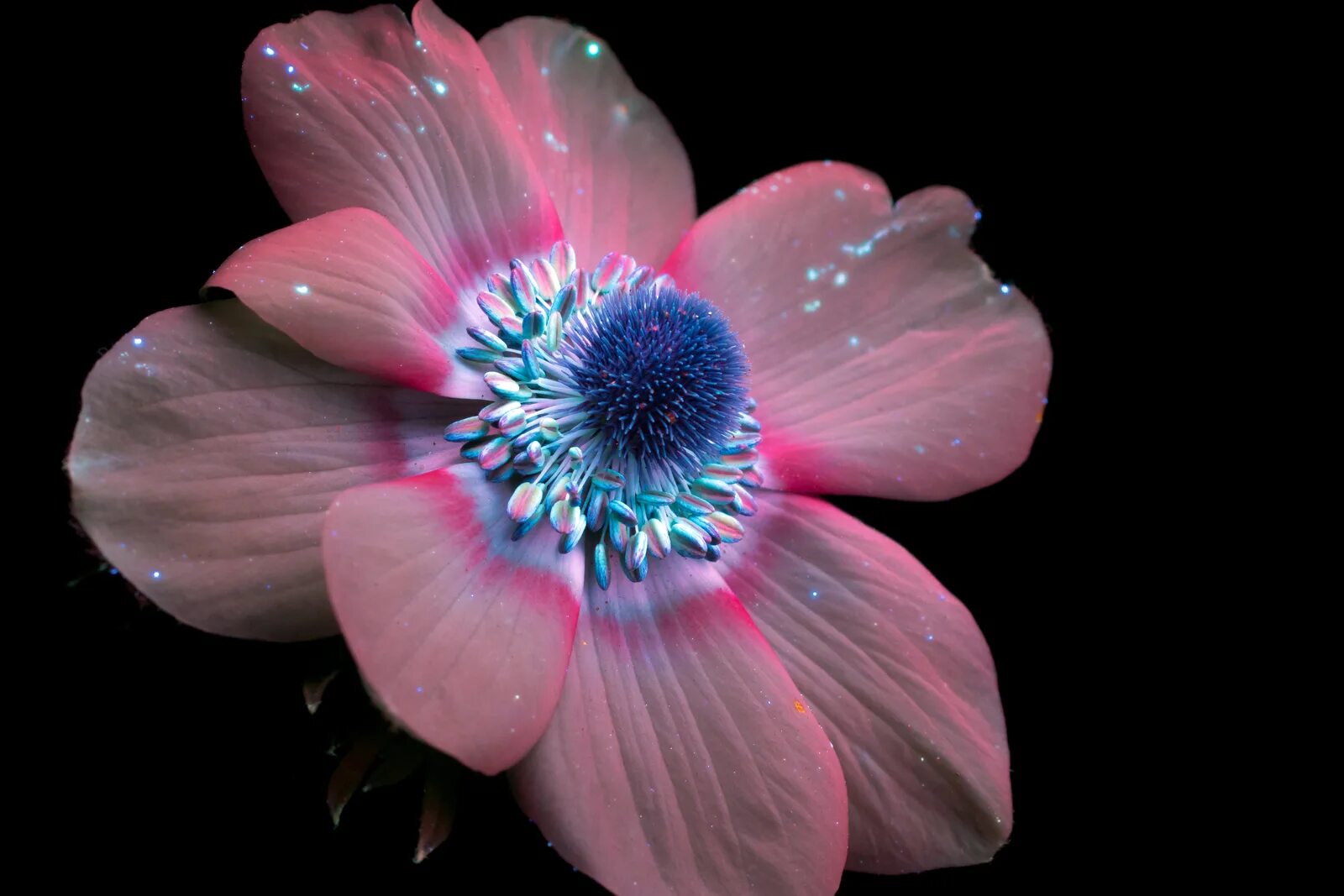 Невероятные цветы. Крейг Берроуз фотограф. Цветы в ультрафиолете Крейг Берроуз. Биолюминесцентная петуния. Обычные цветы.