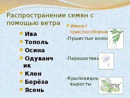 Ясень способ распространения