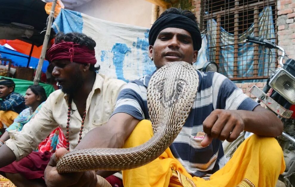 Индийский про змею. Праздник Nag Panchami в Индии. Нагапанчами Индия змеи. Нагапанчами. Праздник змей. Кобра в Индии.