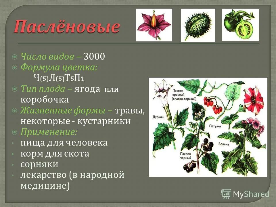 Ч4л4т4 2п1 формула какого цветка. Ч5л5т5п1 класс пасленовых. Формула цветка растений ч(5) л(5) т5 п1. Формула цветка пасленовых растений. Двудольные растения Пасленовые.