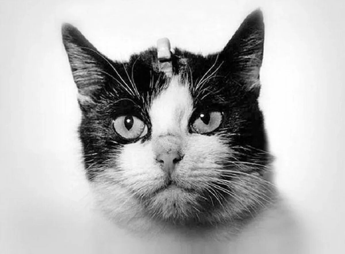 Кошка Фелисетта. Кот Фелисетт в космосе. Первая кошка в космосе Фелисетт. 1 кошка в космосе