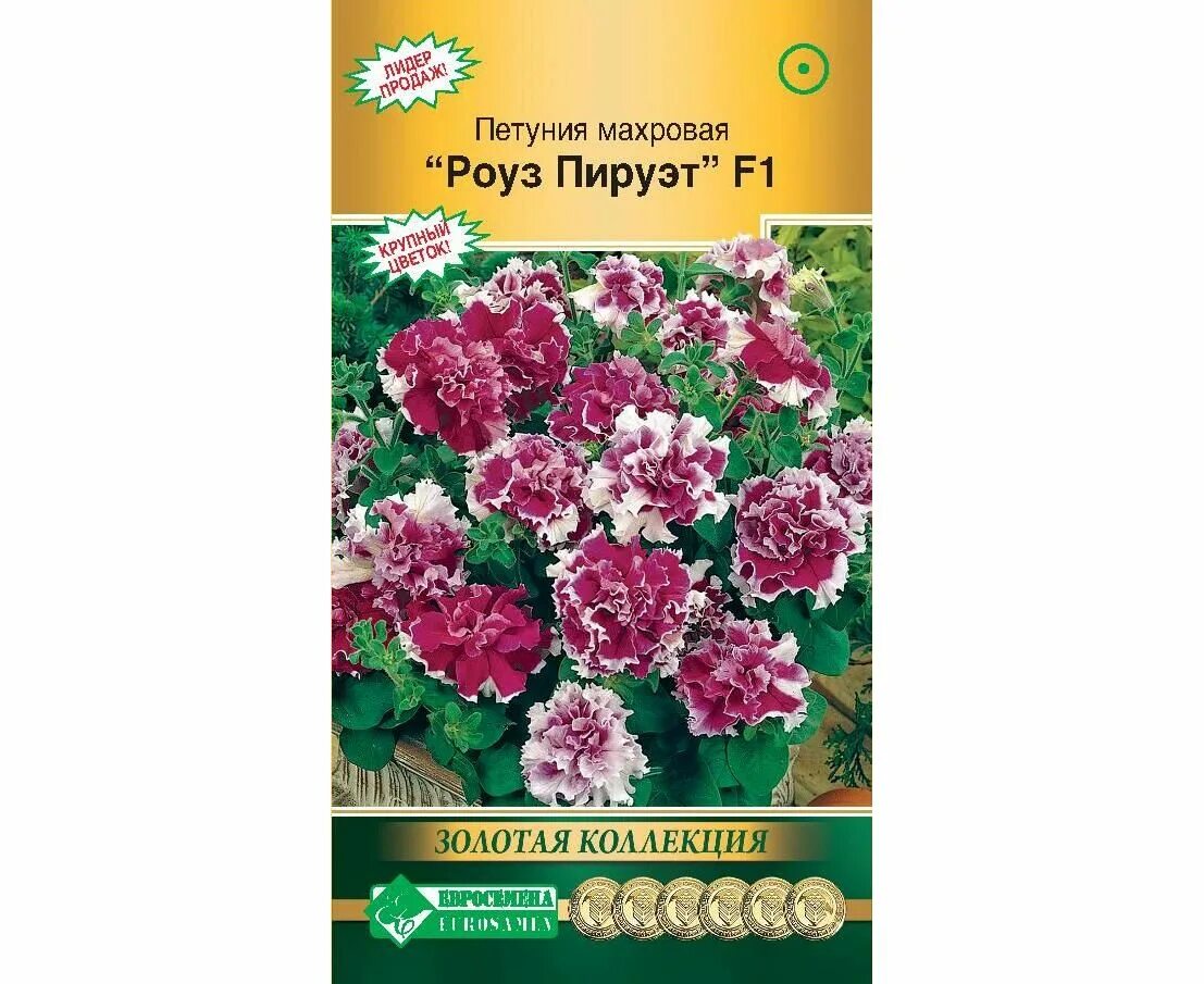 Петуния роза пируэт. Петуния пируэт пикоти. Петуния пируэт роуз. Петуния пируэт роуз. Петуния пируэт роуз.