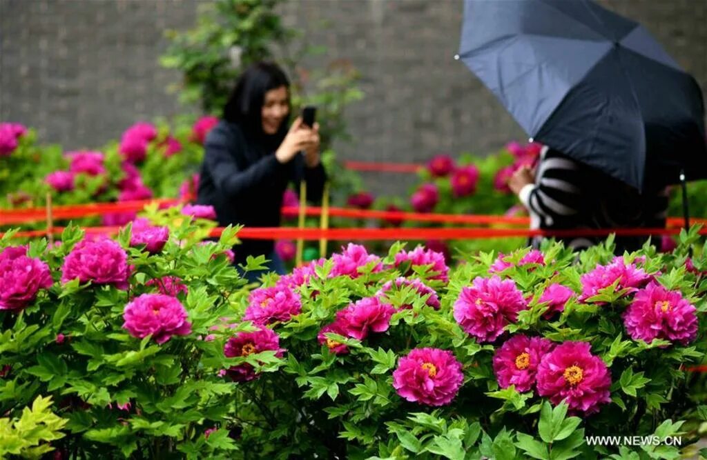 На какой год цветут пионы. Цветение пионов в Китае. Фестиваль пионов в Китае. Цветок Таньхуа в парках. Хэцзэ Китай город Пионовая столица.