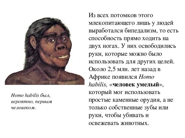 Немного о мамонтах История Сибири 5 класс - скачать презентацию