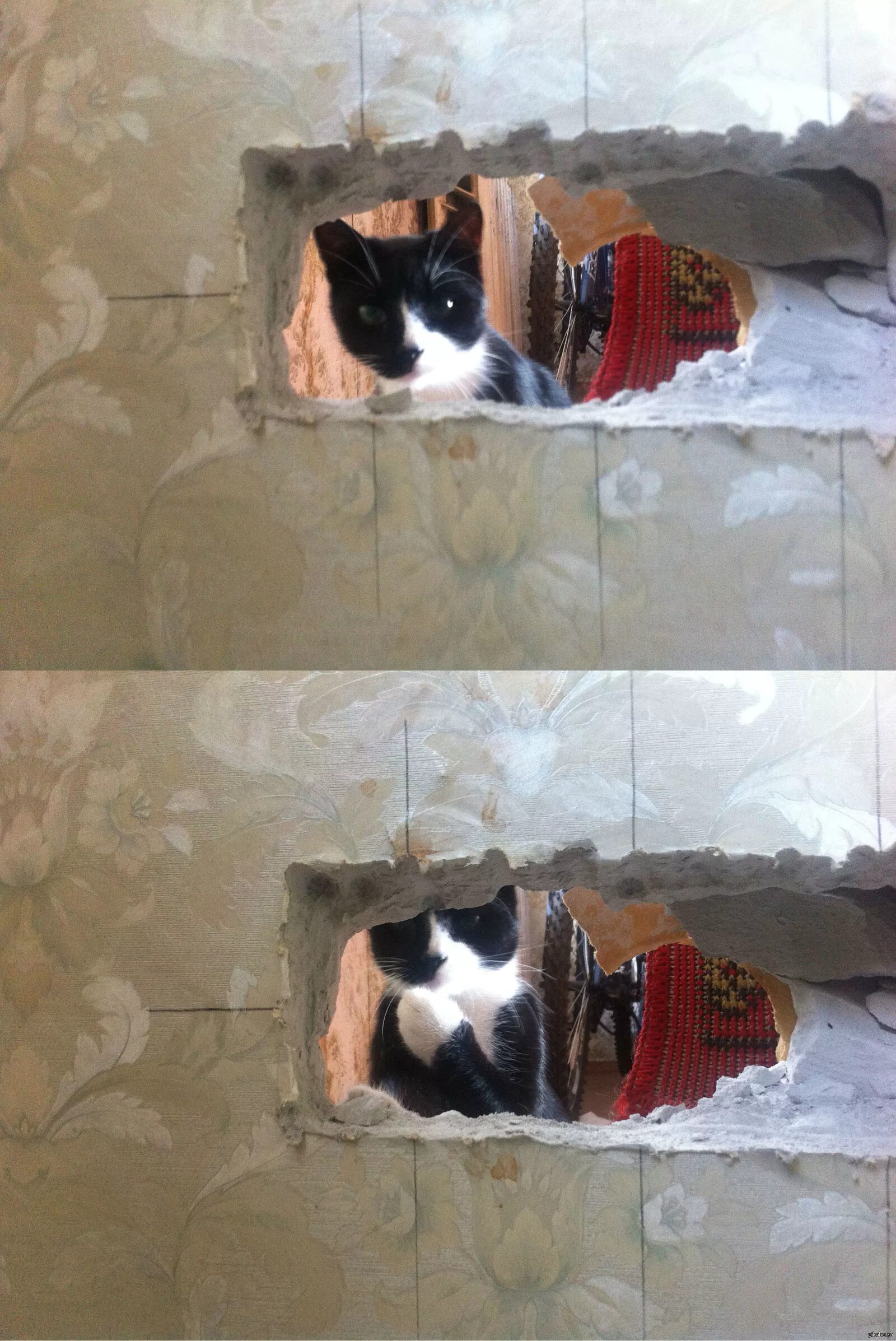 Кошку ломает