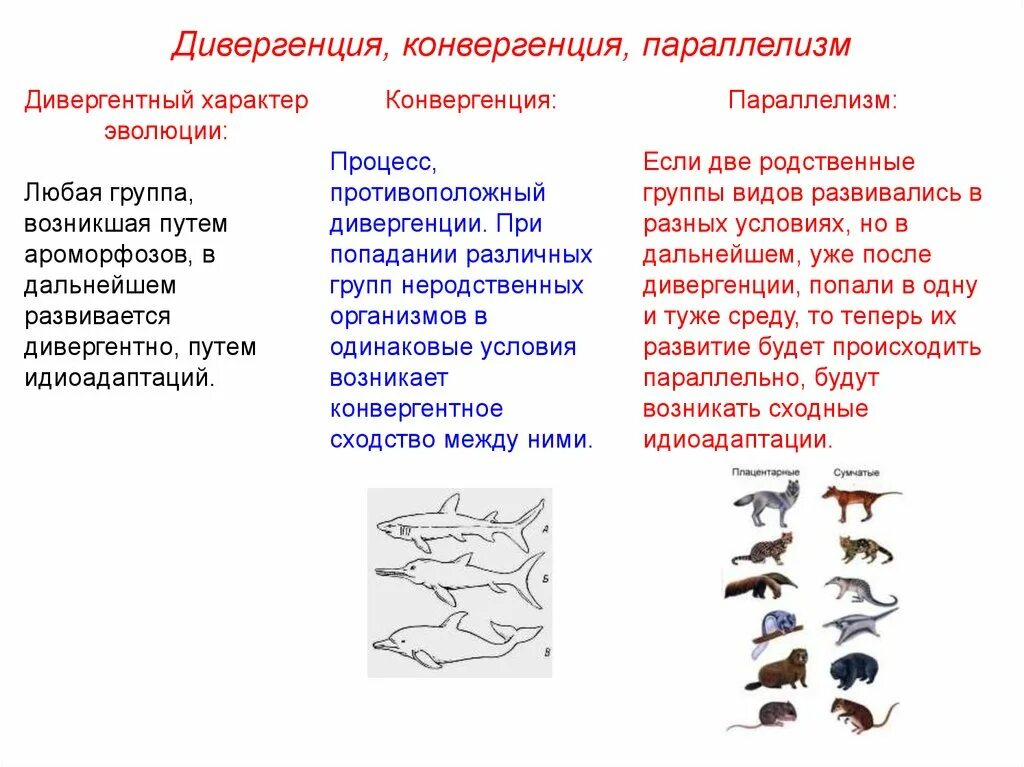 Дивергентные 2. Направления эволюции дивергенция конвергенция параллелизм. Главные направления эволюции параллелизм конвергенция дивергенция. Механизмы эволюции дивергенция конвергенция. Форма эволюции дивергенция конвергенция таблица.