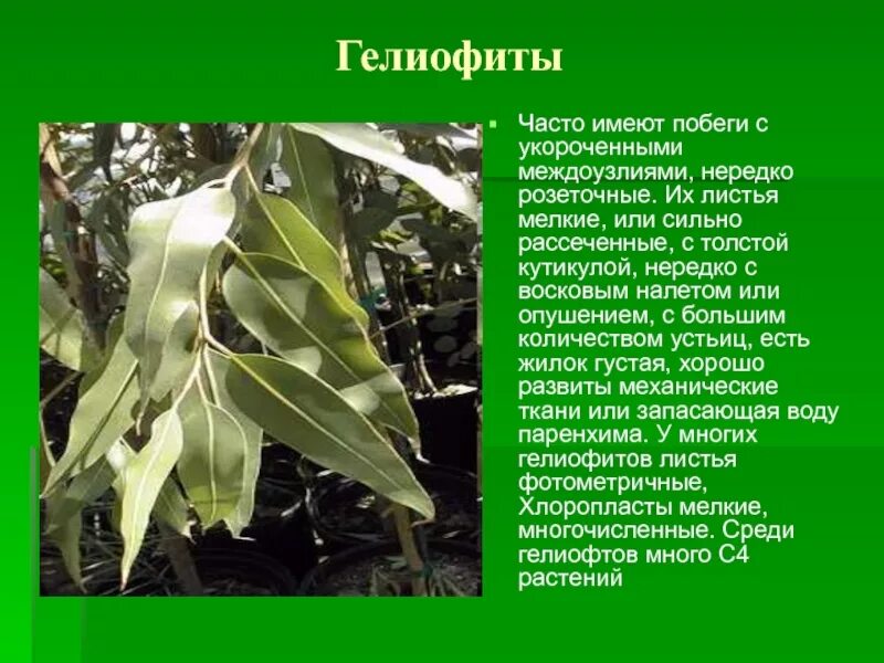 Часто имеют сильно рассеченные и линейные листья. Гелиофиты. Листья гелиофитов. Светолюбивые гелиофиты. Укороченные побеги гелиофиты.