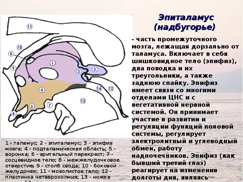 Функция промежуточного мозга дыхание температура тела. Epithalamus строение. Ядра эпиталамуса промежуточного мозга. Строение и функции эпиталамус промежуточного мозга. Поводки эпиталамуса.