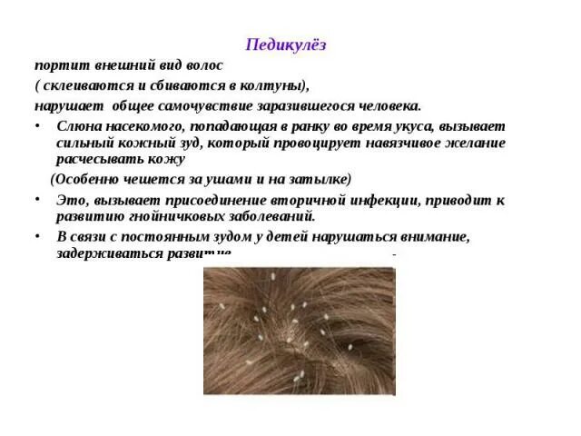 Тест на педикулез. Педикулез презентация. симптомы педикулеза основные. профилактика педикулеза и чесотки. педикулез кожное заболевание.