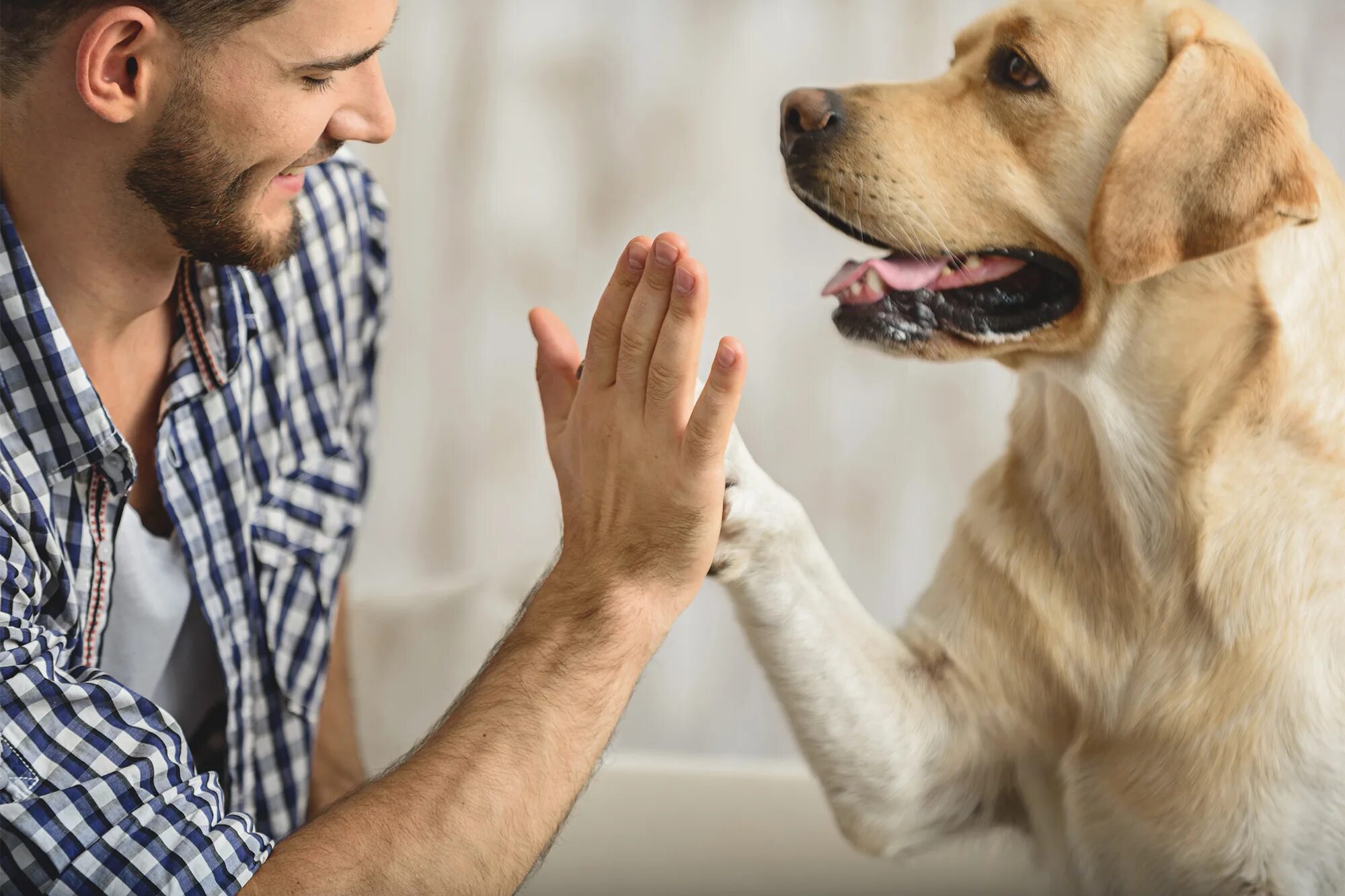 Animal communication. Хозяин собаки. Человек с собакой. Домашние животные и человек. Люди и животные.