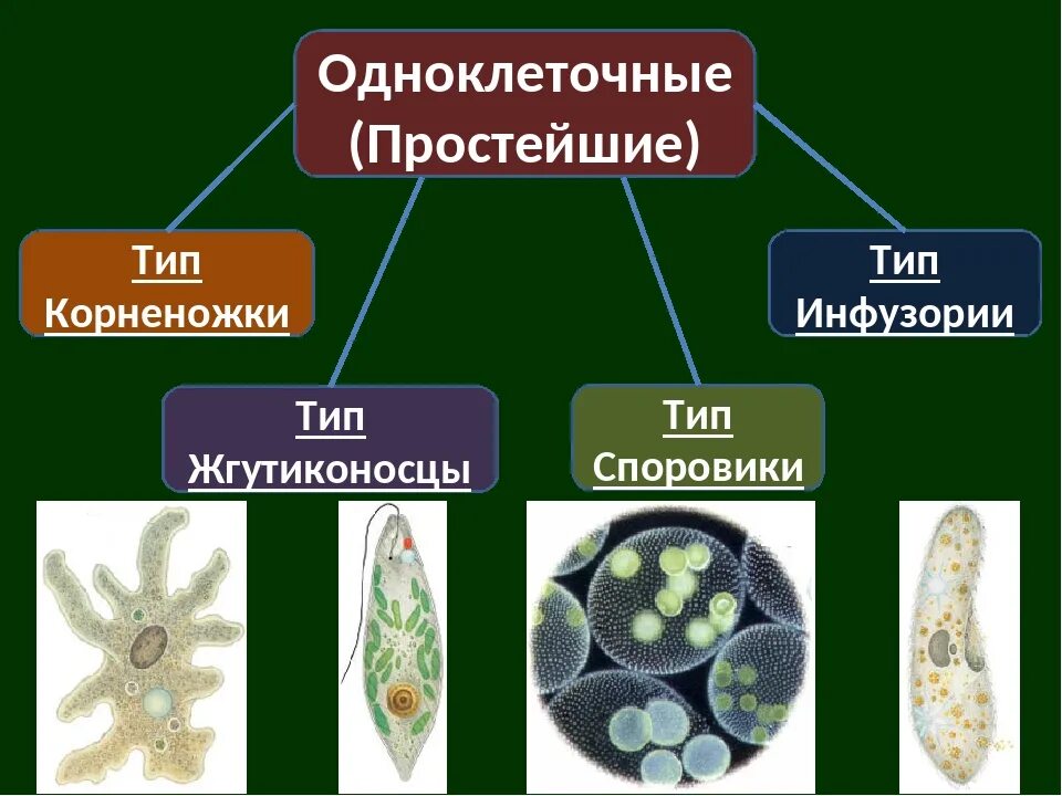 Список простейших организмов. Одноклеточные паразиты биология 7 кл. Подцарство одноклеточные 7 класс биология. Общая характеристика типа простейшие биология 7 класс. Подцарство одноклеточные корненожки.