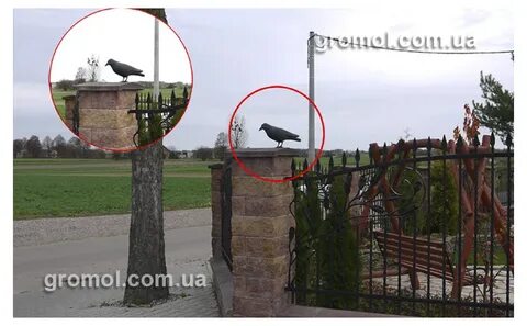 Как отпугнуть голубей
