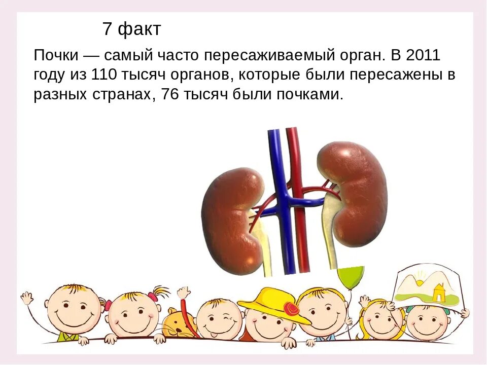 3 почки как называется. Интересные факты о почках человека. почки для презентации. почки человека для презентации.