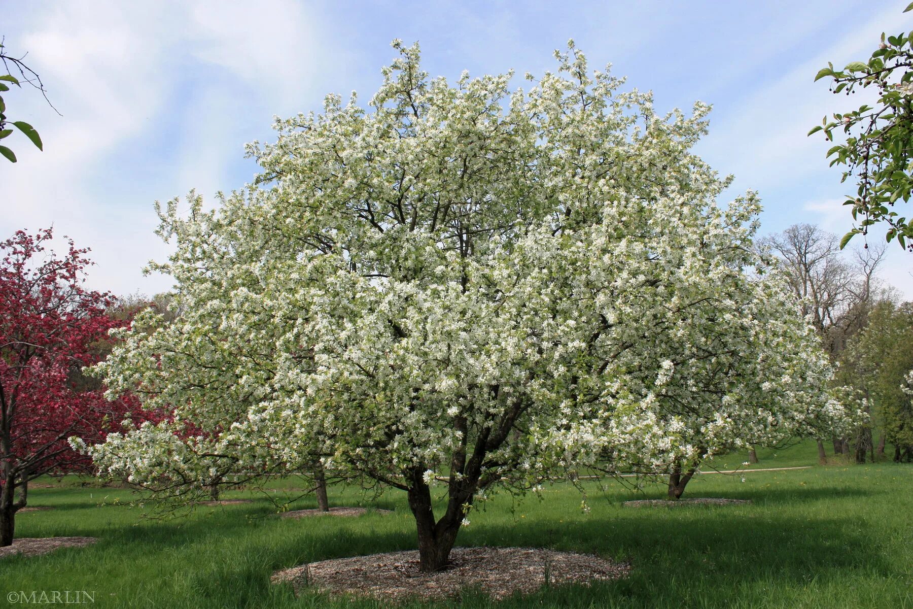 Яблоня декоративная Джон Доуни. Яблоня Malus dolgo. Яблоня Malus John Downey. Яблоня декоративная Джон Дауни. Вид яблони домашней