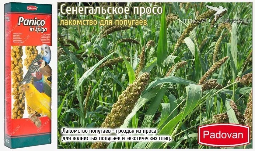 просо бай интернет