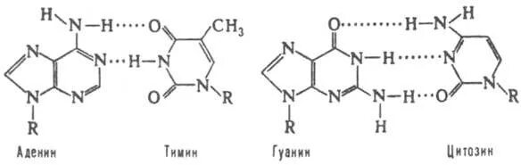 Водородные между азотистыми основаниями. Азотистые основания водородные связи. Комплементарная пара аденин Тимин. Комплементарные пары азотистых оснований в нуклеиновых кислотах. Комплементарные азотистые основания в ДНК.