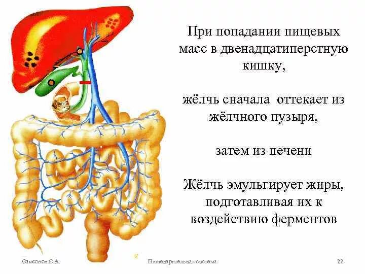Выброс желчи в кишечник симптомы и лечение. Желчь поступает в двенадцатиперстную кишку. желчь из печени поступает в. желчь попадает в кишечник.