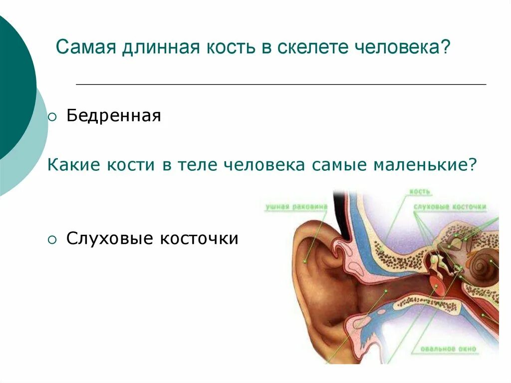 Самая маленькая кость у человека где находится. Самая маленькая кость в скелете. Самая длинная кость в скелете человека. Самая маленькая кость у человека. Самая маленькая кость в теле человека.