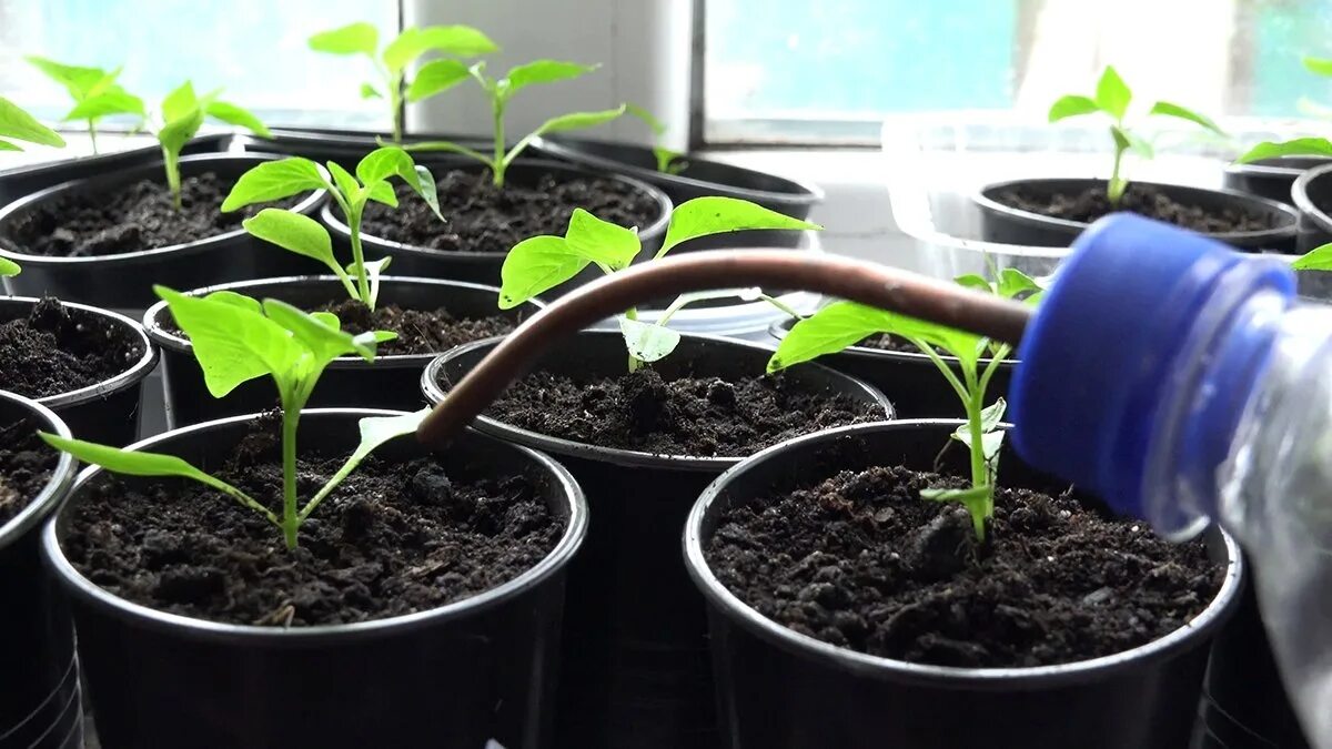 Как всходят тюльпаны весной. Поливка рассады перца. Шприц для полива рассады. Посев семян перца. Всходы перца взошли и они желтого цвета.