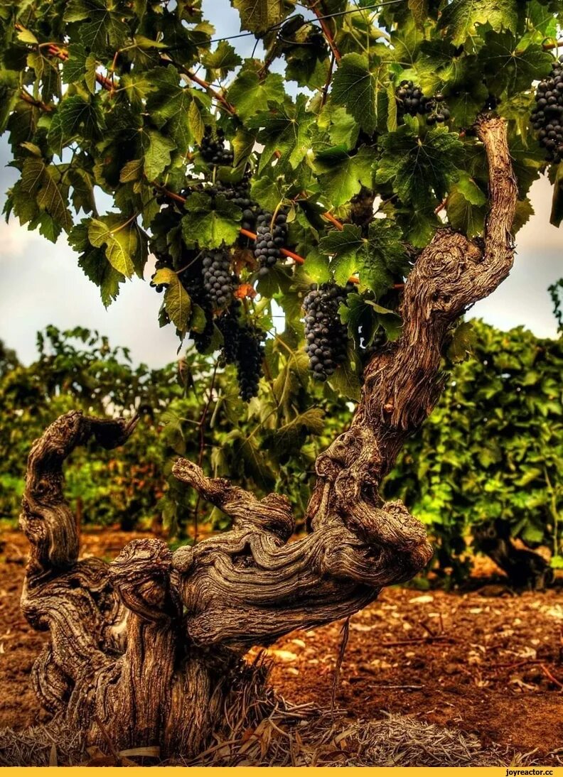 Виноградная лоза в израиле. Виноградная лоза в дереве. Столетняя лоза винограда. Виноград рошфор. Виноградная гроздь крым.
