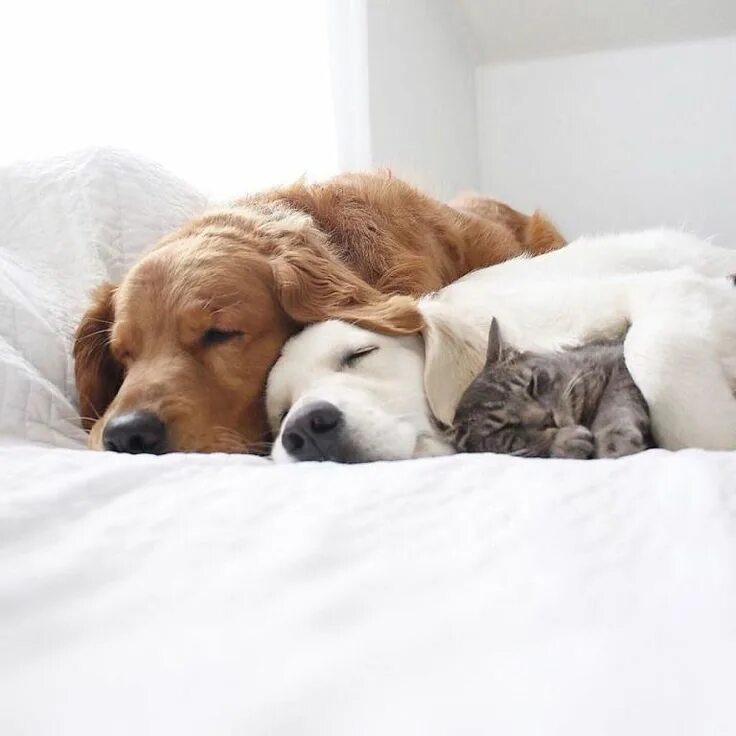 Спящие кот и собака. Собака и кошка вместе. кошка и собака спят вместе. коти соьака спчт вместе.