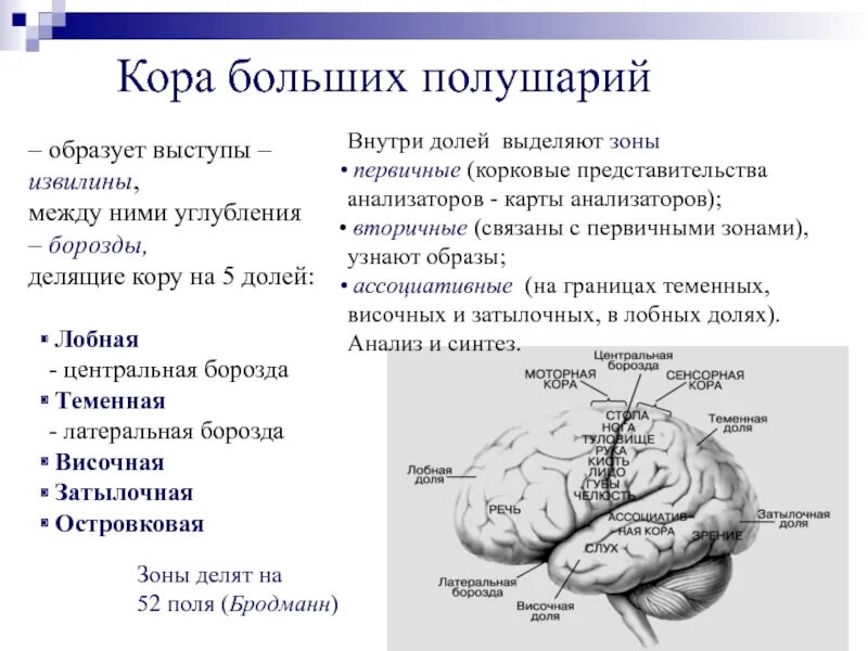 Функции коры. Извилины коры больших полушарий функции. доли коры больший полушарий. лобная доля коры больших полушарий. лобной доле коры больших полушарий.