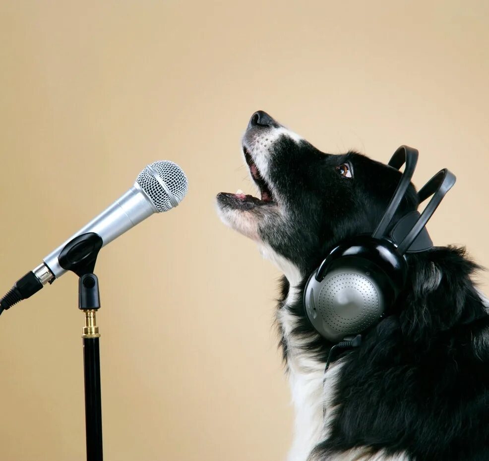 Собака поет. Порода собаки jingle bells фото. Собака поет. Собака поет песню. Собаки которые не лают породы.