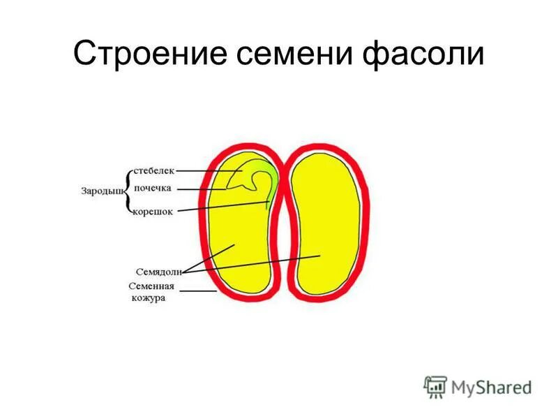 3 функция семени. Строение семени фасоли. Строение зародыша семени фасоли. Строение семена фасоли Однодольные. Внутреннее строение семени фасоли.