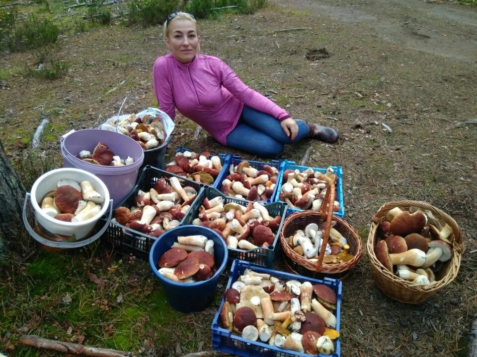 Можно ли сейчас в беларусь. За грибами в белорусски лес. Грибы в Беларуси 2022 года. Гомель грибы.