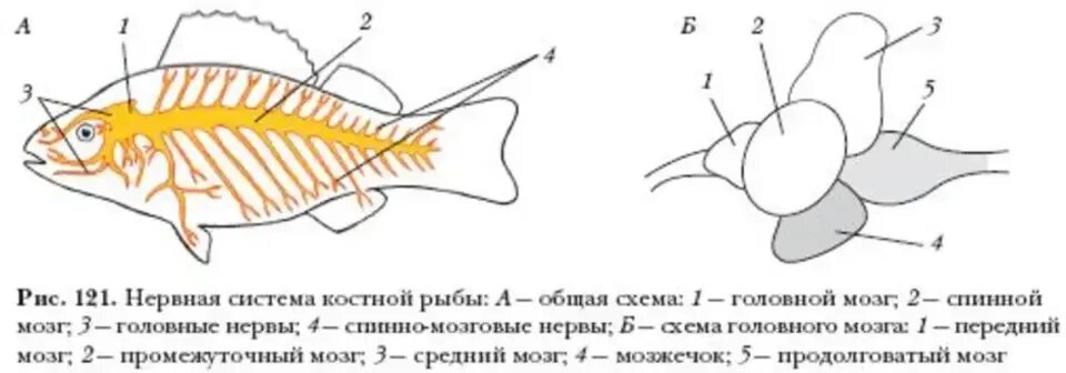 Нервная система костных рыб схема. Нервная система костной рыбы рис 116. Строение нервной системы рыб. Нервная система рыб схема. Особенности строения мозга рыбы