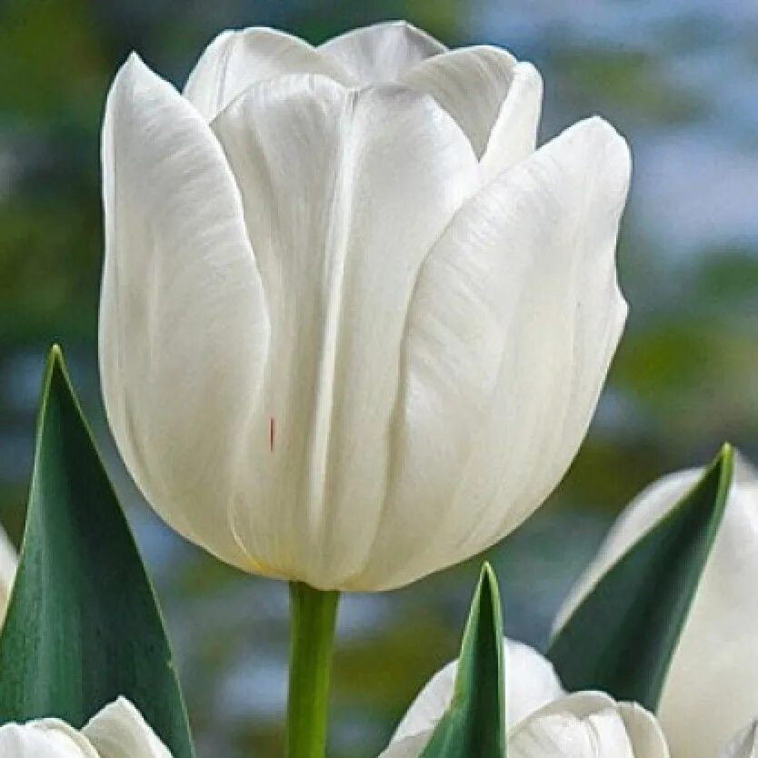 Тюльпан leo visser. Тюльпаны якутск. Тюльпаны якутск. Тюльпаны якутск. Тюльпаны якутск.