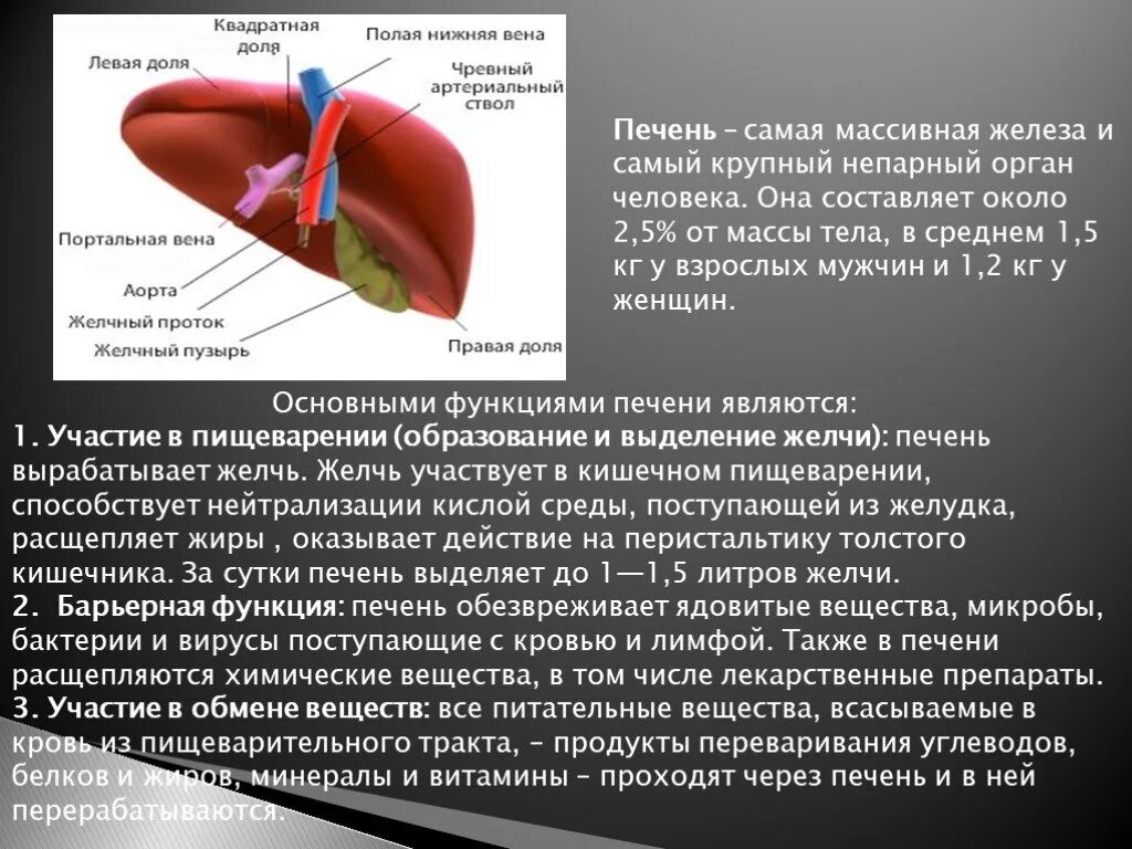 Печень выделяет в кровь