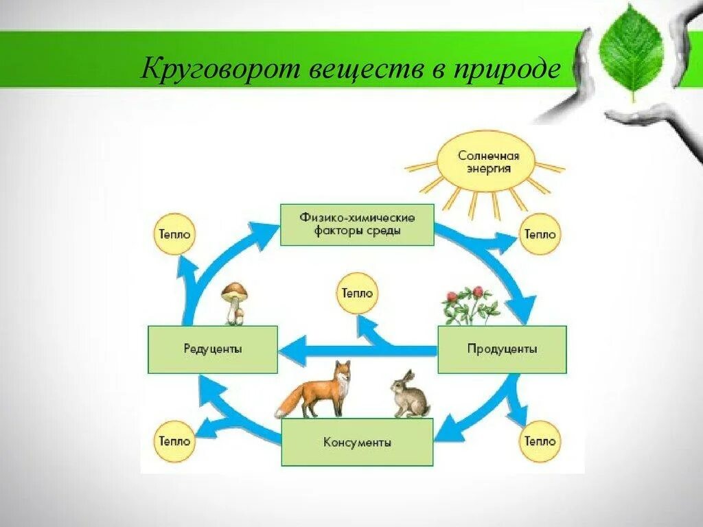 Грибы включаясь в круговорот веществ в биосфере. Схема биологического круговорота веществ. Схема биологического круговорота в природе география. Модель круговорота веществ в природе. Общая схема круговорота веществ.